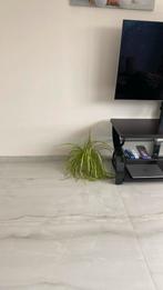 Spider plant, Ophalen of Verzenden