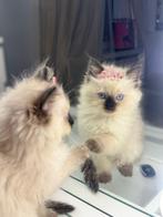 Prachtige ragdoll kitten, Poes, 0 tot 2 jaar