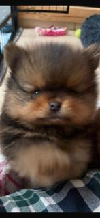 Pomeranian❤️💙, Nederland, Keeshond, Reu, 8 tot 15 weken