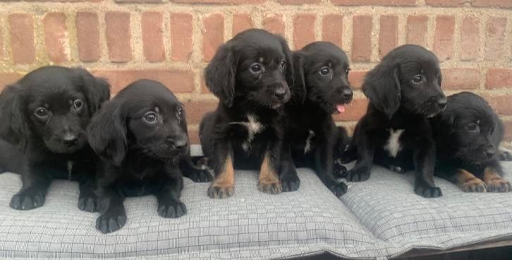 Prachtige GOLDEN RETRIEVER x FRIESE STABIJ pups, Dieren en Toebehoren, Honden | Niet-rashonden, Middel, Meerdere dieren, Fokker | Professioneel