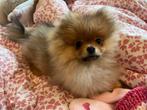 Female Mini Pomeranian Puppy / Pomeriaan TEEFJE 5 months, Dieren en Toebehoren, Honden | Poolhonden, Keeshonden en Oertypen, 15 weken tot 1 jaar