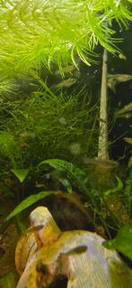 Aquarium planten, Ophalen, Plant(en), Steen of Hout