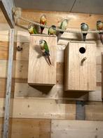 Pyrrhura, Dieren en Toebehoren, Meerdere dieren