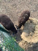 Lammeren, Dieren en Toebehoren, Meerdere dieren, Schaap