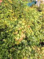 acer palmatum zaailing, Ophalen, Bloeit niet, Halfschaduw, Overige soorten