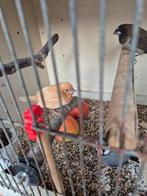 Japanse meeuwtjes, Dieren en Toebehoren, Geslacht onbekend