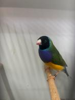 Gould amadine split cinnamon, Dieren en Toebehoren, Vogels | Overige Vogels, Mannelijk, Tropenvogel, Geringd