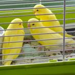 Parkiet, Dieren en Toebehoren, Vogels | Parkieten en Papegaaien, Meerdere dieren, Parkiet