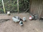 Wyandotte & Sasso, Dieren en Toebehoren, Mannelijk, Kip
