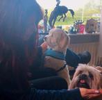 Hondenoppas Vakantie Honden opvang, oppas, Ophalen of Verzenden