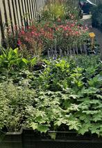 Vaste planten en Siergrassen meer dan 100 soorten, Ophalen, Vaste plant, Siergrassen, Volle zon