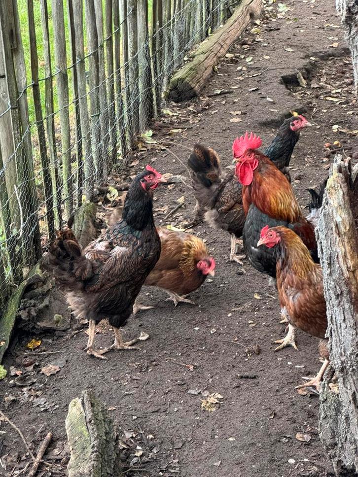 Kippen (welsumer, barnevelder), Dieren en Toebehoren, Pluimvee, Kip, Meerdere dieren