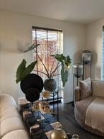 Mooie Alocasia Zebrina in een mooie pot, Huis en Inrichting, Kamerplanten, Ophalen, Overige soorten, Halfschaduw, In pot