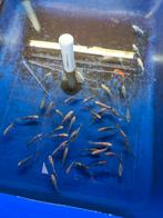 Shubunkin 10-12 cm slechts 1,75 pst, Dieren en Toebehoren, Vissen | Vijvervissen, Goudvis(sen)