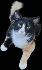 MIA GEMOEDELIJKE LIEVE AANHANKELIJKE POES BINNEKORT IN NL, Poes, Kortharig, 0 tot 2 jaar