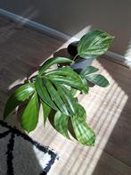Philodendron Dragon Tail Variegata, Ophalen of Verzenden, Overige soorten, Minder dan 100 cm