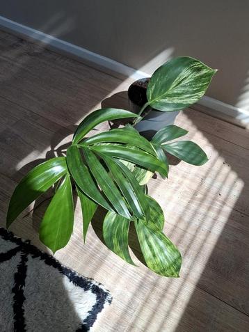 Philodendron Dragon Tail Variegata  beschikbaar voor biedingen