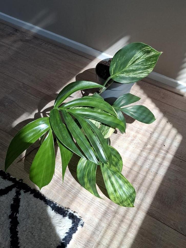 Philodendron Dragon Tail Variegata, Huis en Inrichting, Kamerplanten, Overige soorten, Minder dan 100 cm, Ophalen of Verzenden