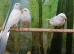 Prachtige waterslagers witte en gele., Dieren en Toebehoren, Meerdere dieren, Tropenvogel