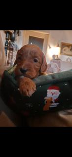 Australian labradoodle pups, Dieren en Toebehoren, Rabiës (hondsdolheid), 8 tot 15 weken, Meerdere dieren, Eén hond