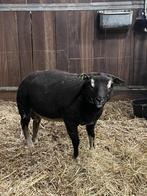 Dassenkop dekram, Dieren en Toebehoren, Mannelijk, Schaap