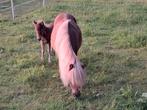 Gezocht pony verzoger
