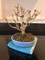 Shohin Forsythia Bonsai - Prachtige Sierheester, Lente, Minder dan 100 cm, Volle zon, In pot