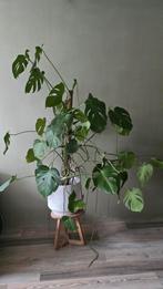 Grote Monstera kamerplant, Ophalen, Halfschaduw, Minder dan 100 cm