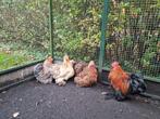 Fantastische groep 1-4 Cochin kriel cochins krulveer porsele, Dieren en Toebehoren, Pluimvee, Meerdere dieren, Kip