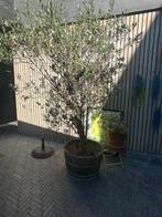 Mooie olijfboom te koop in pot, Olijfboom, 250 tot 400 cm, Ophalen, Volle zon