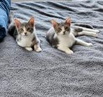 2 kittens op zoek naar liefdevol huisje., Dieren en Toebehoren, Katten en Kittens | Overige Katten, Kortharig, 0 tot 2 jaar, Poes