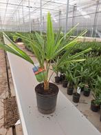 Trachycarpus Fortunei palm 60/70cm, Ophalen of Verzenden, Zomer, Overige soorten, Volle zon