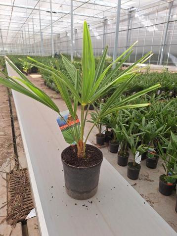 Trachycarpus Fortunei palm 60/70cm beschikbaar voor biedingen
