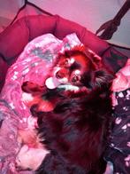Te koop chihuahua  pups, 8 tot 15 weken, Meerdere, Meerdere dieren, Chihuahua