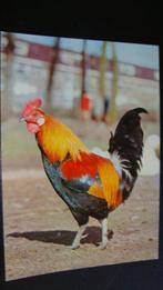 Haantje., Ophalen of Verzenden, 1980 tot heden, Ongelopen, Overige thema's