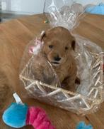 2Lief Maltipoo teefje zoekt een warm en liefdevol thuis, Dieren en Toebehoren, Overige rassen, CDV (hondenziekte), 8 tot 15 weken