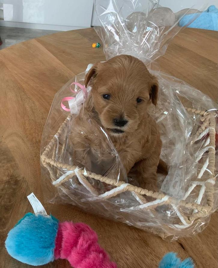 2Lief Maltipoo teefje zoekt een warm en liefdevol thuis, Dieren en Toebehoren, Honden | Bulldogs, Pinschers en Molossers, Teef