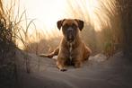 Boxer/Cane Corso dekreu, Particulier, Rabiës (hondsdolheid), Teef, 1 tot 2 jaar