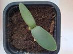 Poederkwast, Ophalen, Vetplant, Minder dan 100 cm, Bloeiende kamerplant