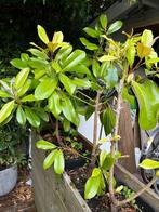 4x planten, Tuin en Terras, Planten | Tuinplanten, Halfschaduw, Ophalen, Overige soorten, Bloeit niet