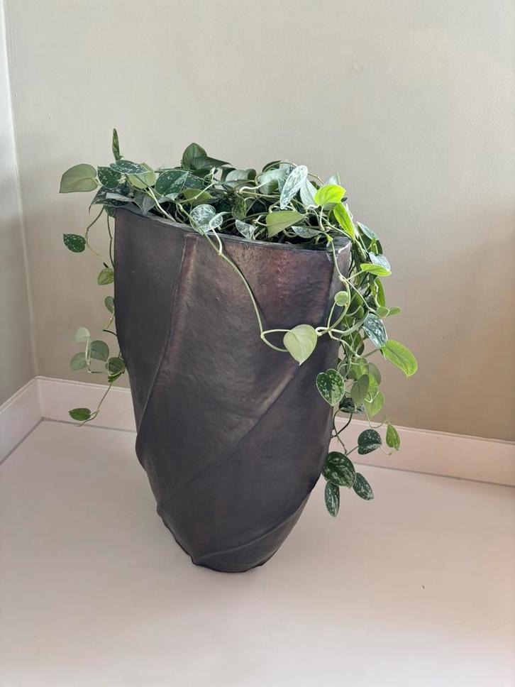 Pot met plant, Tuin en Terras, Bloempotten, Zo goed als nieuw, Ophalen