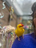 Super lieve tamme jonge kakariki man, Dieren en Toebehoren, Vogels | Parkieten en Papegaaien, Mannelijk, Parkiet, Geringd
