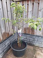 Jonagold appelboompje geschikt voor pot. Jonagold, Tuin en Terras, Planten | Bomen, Overige soorten, Minder dan 100 cm, Ophalen