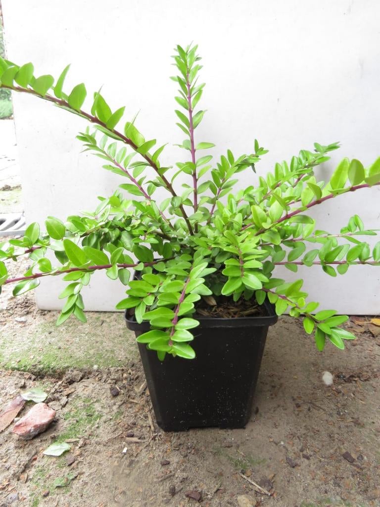 Lonicera nitida maigrun. Bodembedekker en haagplant P9, Bodembedekkers, Vaste plant, Ophalen of Verzenden, Bloeit niet