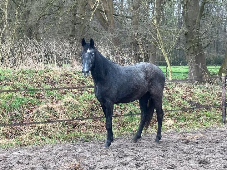 3 jarige Dressuur ruin, Dieren en Toebehoren, Paarden, Ruin, 3 tot 6 jaar, Dressuurpaard