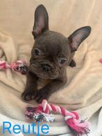 Mooie franse bulldog pups 8 weken oud mogen nest verlaten, Dieren en Toebehoren, Honden | Niet-rashonden, Parvo, 8 tot 15 weken