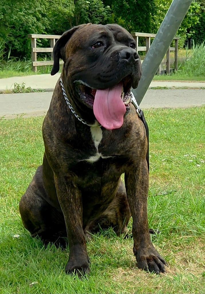 Cane corso dekreu beschikbaar (NIET TE KOOP), Reu, 1 tot 2 jaar, Eén hond, Nederland