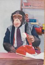 aap op kantoor met telefoon - zeventiger jaren, Verzamelen, Verzenden, 1960 tot 1980, Gelopen, Wild dier