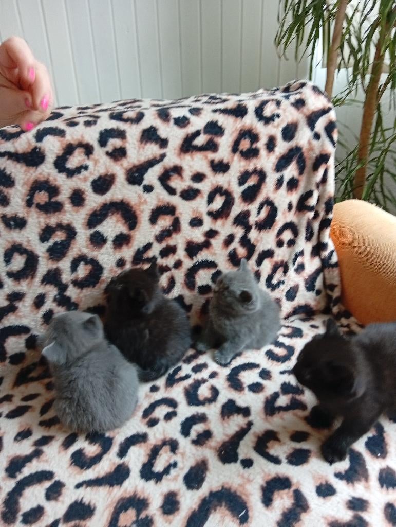 4 kittens blauw en zwart Britse Langhaar. ( korthaar), Meerdere dieren, Ontwormd