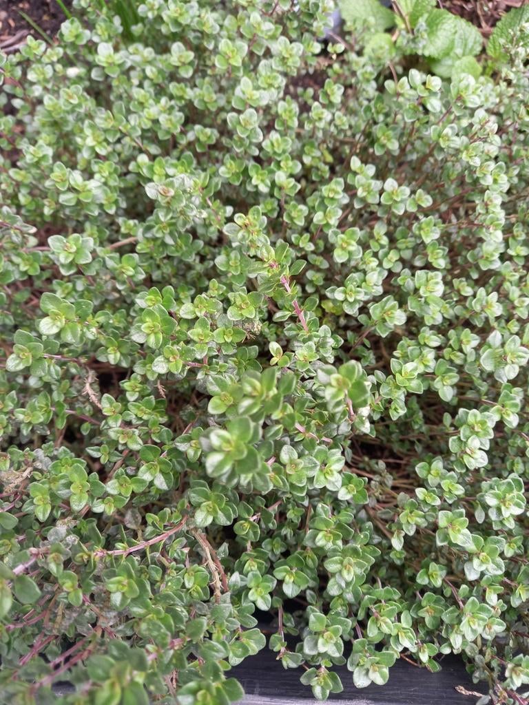 Bonenkruid of tijm en bieslook, Ophalen of Verzenden, Overige soorten, Minder dan 100 cm